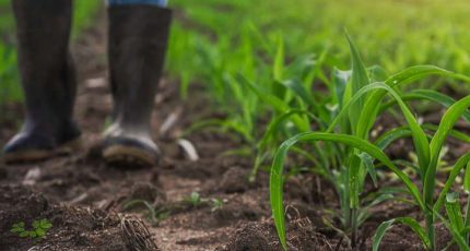 Uso de contratos derivativos para proteção de preços agrícolas